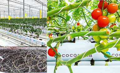 有機培土「ココピート」