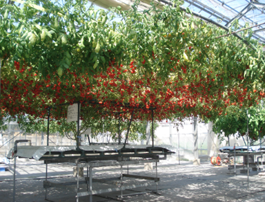 栽培システム「水気耕栽培ハイポニカプラント」