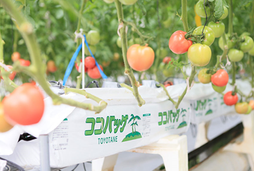 栽培システム「ココバック栽培」