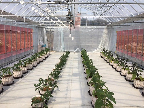 たのしそファーム