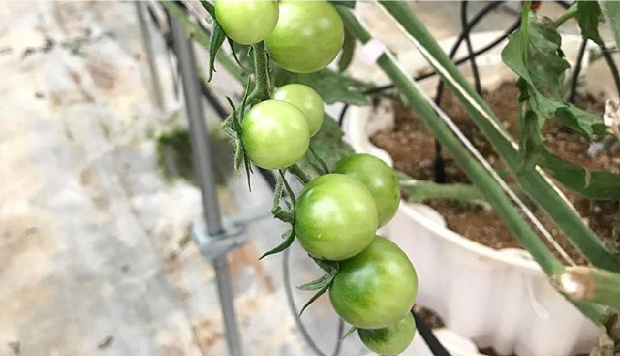 特許農法 多段式ポット